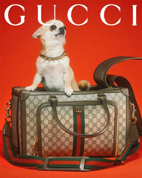 gucci beige pet|gucci pet store.